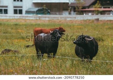 black water buffalo grazing in a meadow