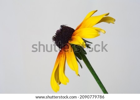 Bright yellow rudbeckia flower isolated on light gray background.