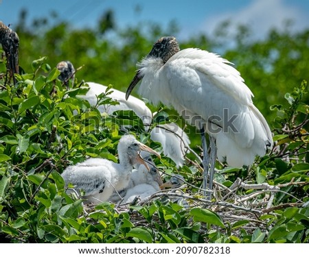 Wood Stork babies in a nest with mom. The wood stork is a large American wading bird. It was formerly called the "wood ibis", though it is not an ibis. It's found in subtropical and tropical habitats. Royalty-Free Stock Photo #2090782318