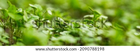 Blur green grass, green lawn pattern textured background.