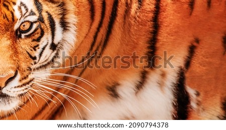 Tiger background. Amur Tiger portrait.