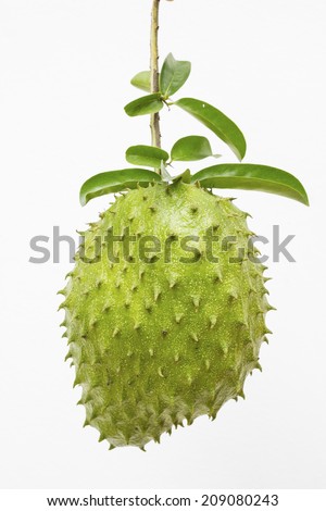 Soursop or Prickly Custard Apple or Durian belanda (Annona muricata L.) tropical fruit used for fresh juices isolated on white background Royalty-Free Stock Photo #209080243