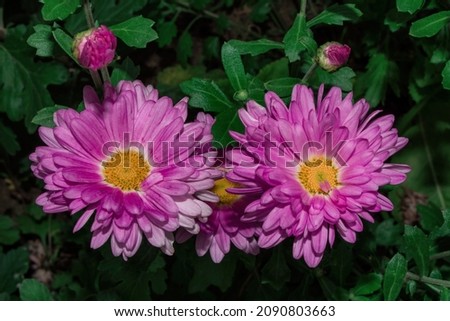 Pink flowers of Korean Chrysanthemum (Latin: Chrysanthemum koreanum) on a background of green leaves, close-up. Selective focus.