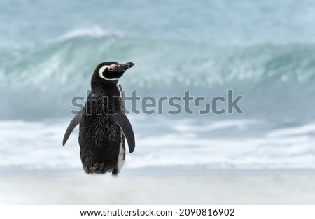 Magellanic penguin standing on a sandy beach in the Falkland Islands.