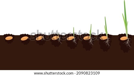 Plant growth phases stages in soil. Evolution germination progress concept. Sprout seeds of corn, millet, barley, wheat, oats growing organic agriculture. Isolated illustration on white background. Royalty-Free Stock Photo #2090823109