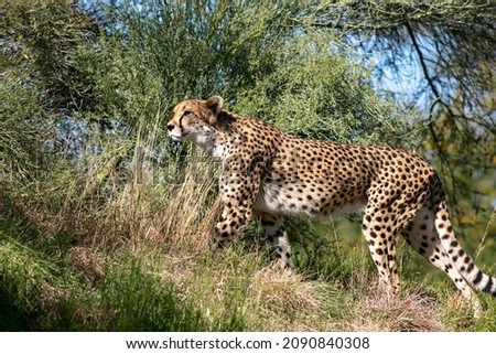A Very Beautiful Spotted African Cheetah Profile Walking to the Left Frame on a Grassy Hill Slope with Trees Behind