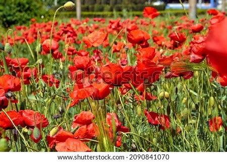 Many blooming red poppies on a flower bed in the park.