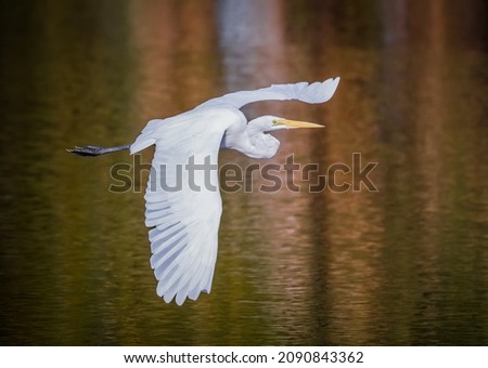 Great egret flies over the water of the Venice Rookery in winter. Royalty-Free Stock Photo #2090843362