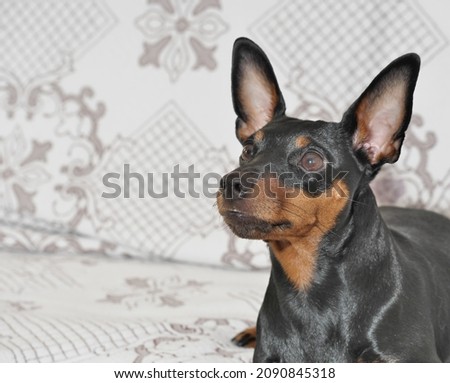 The pinscher is miniature. The devoted and intelligent look of the dwarf pinscher - the smallest service dog. Copy space.  Royalty-Free Stock Photo #2090845318