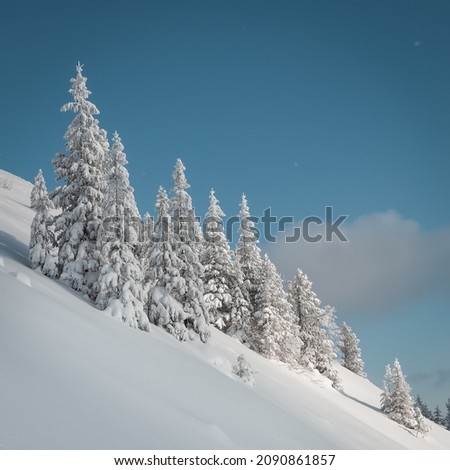 Incredible snow-covered spruces on a frosty day. Carpathians, Ukraine, Europe. Picturesque wallpaper. Happy new year celebration concept.