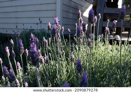 lavender plant in the backyard