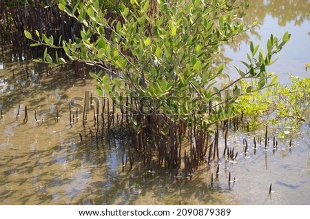A young Black Mangrove (Avicennia germinans) in the Florida Keys. Royalty-Free Stock Photo #2090879389