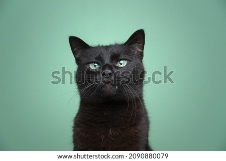 cute black cat portrait overbite with tooth looking out on green background
