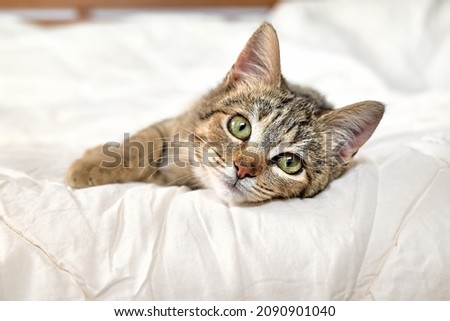 Cute tabby cat lying down on white blanket on the bed. Funny home pet. Concept of relaxing and cozy wellbeing. Sweet dream. Royalty-Free Stock Photo #2090901040