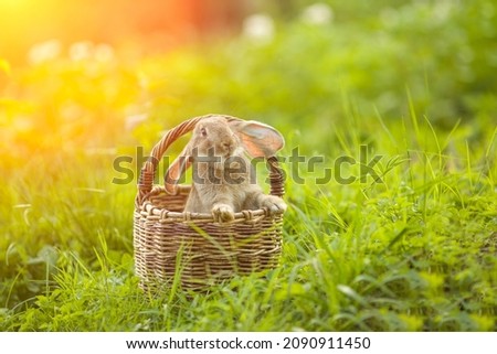 Easter bunny. Rabbit in green grass and flowers. Cute hare outdoors in a natural environment