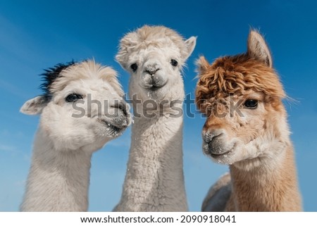 Three funny alpacas together on the background of blue sky. South American camelid.