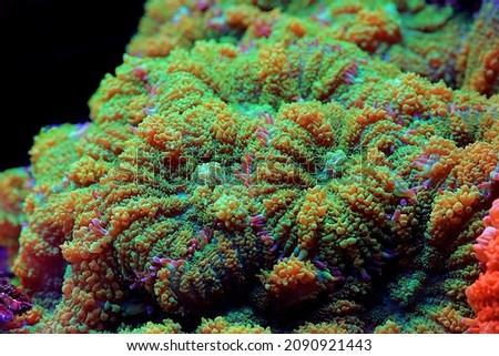 Colorful Rhodactis colony of mushroom soft corals