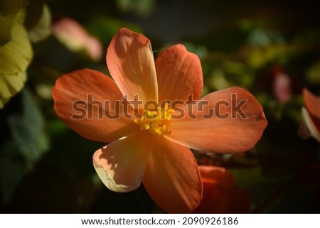 Beautiful Begonia flower blooming in garden. Stock Photo