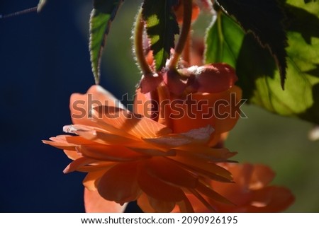 Beautiful Begonia flower blooming in garden. Stock Photo