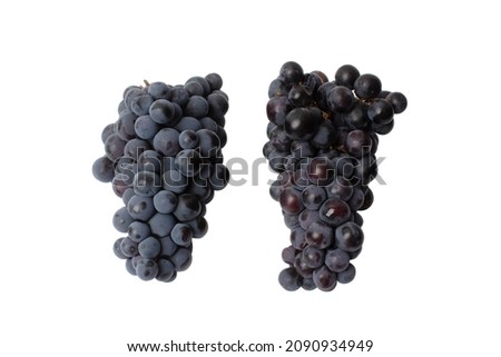 Black big grape. Two bunches of grapes. Isolated shot on white background. Studio shoot. 