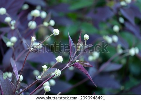 Close up of small Alternanthera bettzickiana G.Nicholson flowers or alternanthera sessilis with purple leaves growing in the garden.