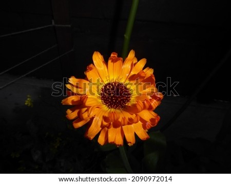 calendula or indian prince flower