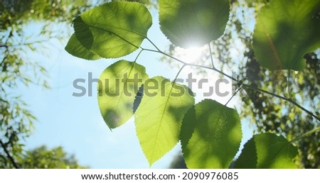 Green leaves close-up on blue sky in summer. Luscious green leaves on tree branch illuminated bright sunbeams. Natural fresh foliage background. Sun backliting branch sways in wind. Sunny park weather Royalty-Free Stock Photo #2090976085