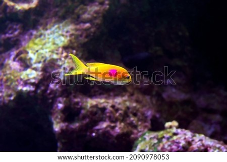 ocean fishs beside Coral reef