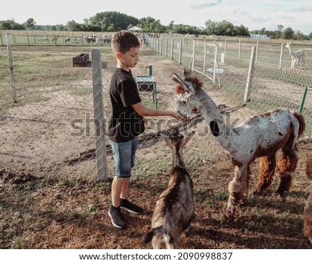 Cute teenager on summer day on farm with alpacas. Agricultural industry. Agrotourism. Concept of using natural materials. Beautiful animals. Farm life. Children's holidays.