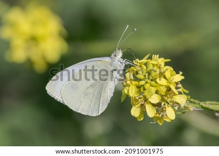 Butterfly in spring sucking on flowers