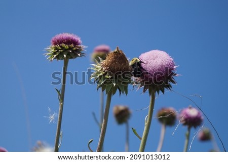 Purple Thistle, flowering plant of Asteraceae family, with sharp prickles.