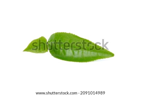 green tea leaf isolated on white background .