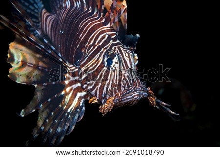 The red lionfish is a venomous coral reef fish in the family Scorpaenidae, order Scorpaeniformes. It is mainly native to the Indo-Pacific region,but has become an invasive species in the Caribbean Sea