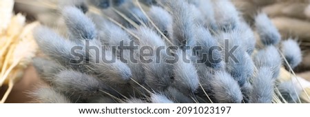 Dry black and beige flowers bunny tails. Minimalistic composition of dried lagurus concept