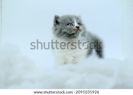 Cute pet kitten looking up against soft cotton background