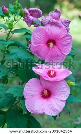 Pink giant hibiscus flower with pistil and stamens. It is perennial plants native to East Asia, Chinese and Japan.