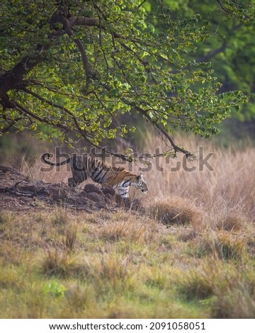 wild female bengal tiger on stroll for territory marking in scenic nature background at kanha national park tiger reserve madhya pradesh india - panthera tigris tigris