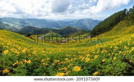 Landscape "Tung Bua Tong" (Yellow Flowers Field) On the mountain at Doi Mae U Kho, Maehongson (Mae Hong Son) Province, Thailand.