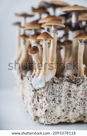 magic mushrooms psilocybe hallucinogenic body grow for medicine and research cubensis and psilocin