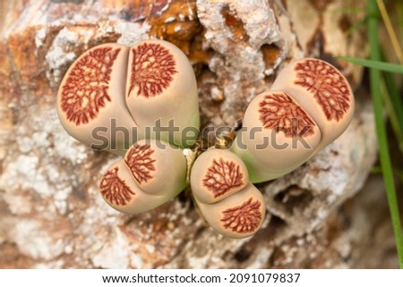 Lithops Juliikikushogiyoku living stones rare plant Royalty-Free Stock Photo #2091079837