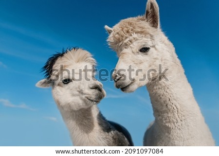 Two lovely alpacas on the background of blue sky. South American camelid.