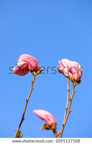 Magnolia in full bloom in the park, North China