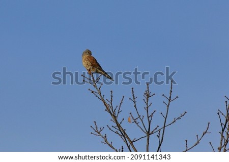 One common kestrel sitting alone on the highest brach of tree without leaves looking back and watching for food