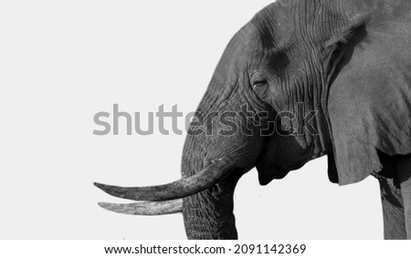 Big Heavy African Elephant With Big Teeth In The White Background