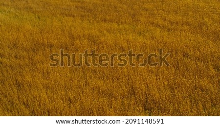 View of cereals field to horizon line outdoors. View from above of growing wheat field in summer day outside. Drone shot of agricultural area with corn in growth. View above growing field of grain.