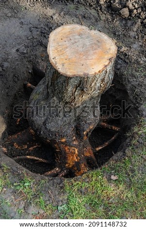 Stump of fruit tree was dug up from all sides with a shovel. Close-up. Thick roots are cleared of soil for removal with chainsaw. Blurred background. Selective focus Royalty-Free Stock Photo #2091148732