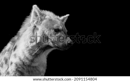 Dangerous Wild Spotted Hyena Face In The Black Background
