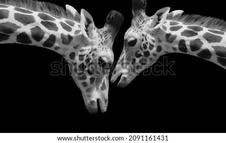 Two Giraffe Playing Together In The Black Background