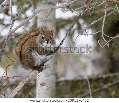 A red squirrel sitting on a branch of a tree