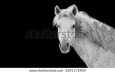Beautiful White Horse With Big Hair In The Dark Background